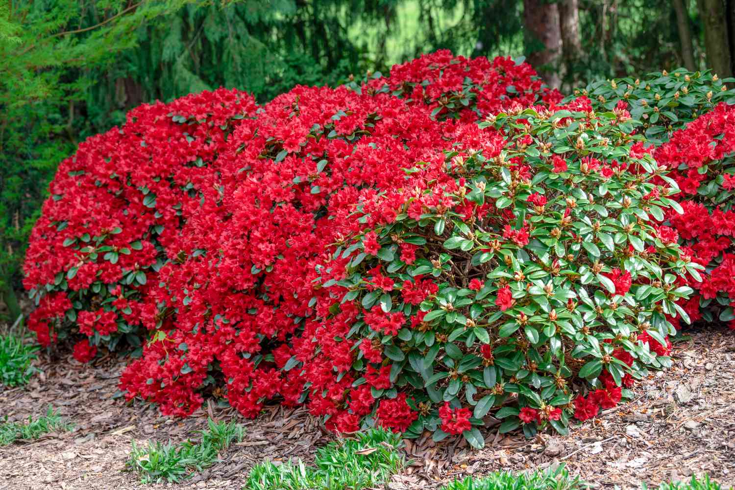 Azaleenstrauch mit leuchtend roten Blüten, die wachsartige Blätter bedecken, in bewaldetem Gebiet