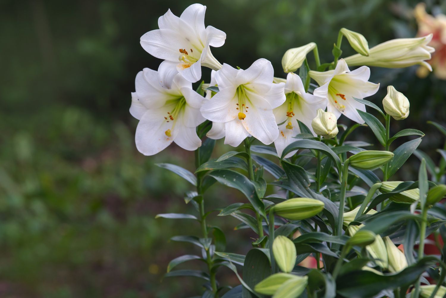 Osterlilien auf hohen Stielen mit geschlossenen und teilweise offenen Knospen und großen weißen Blüten