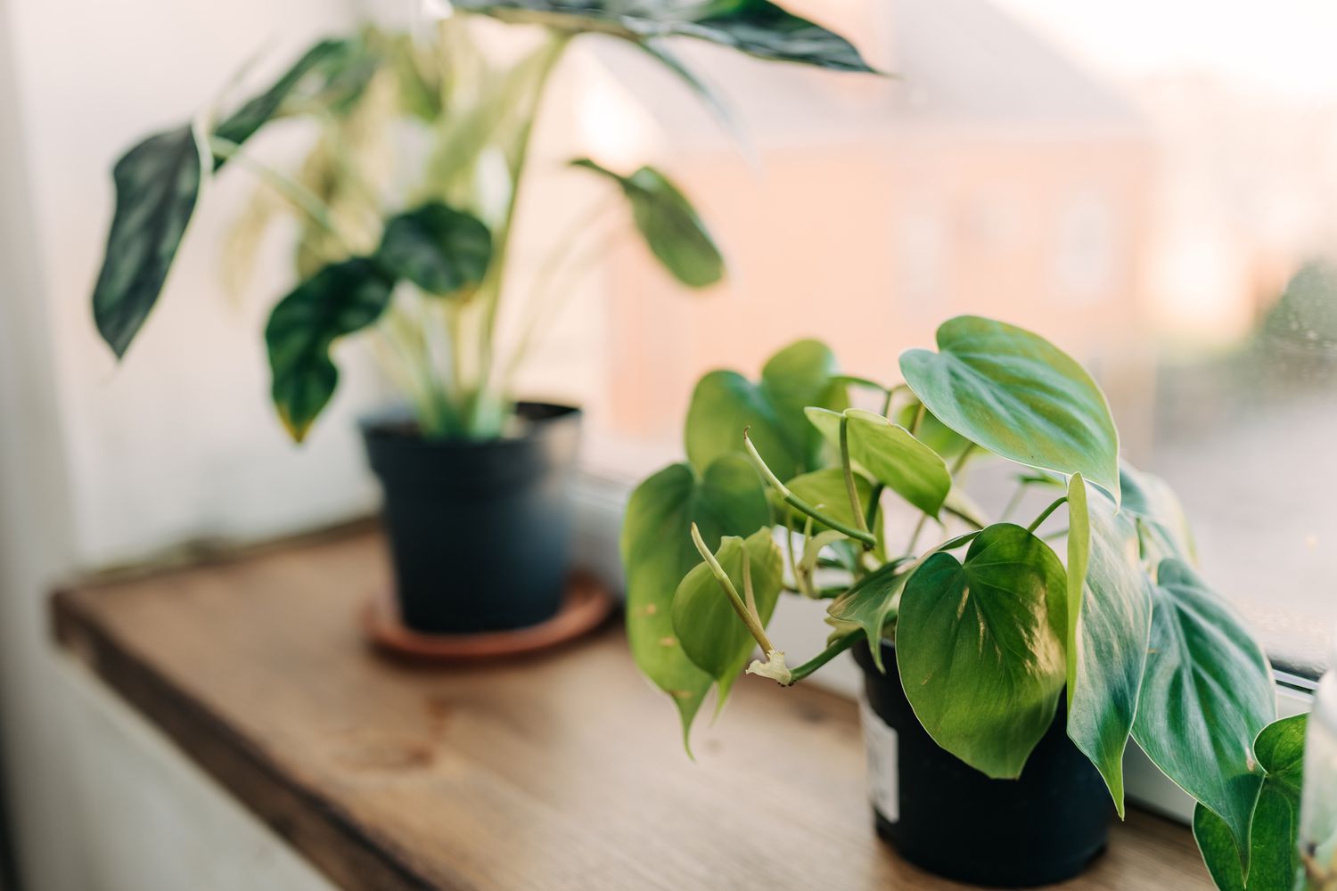 light houseplants 