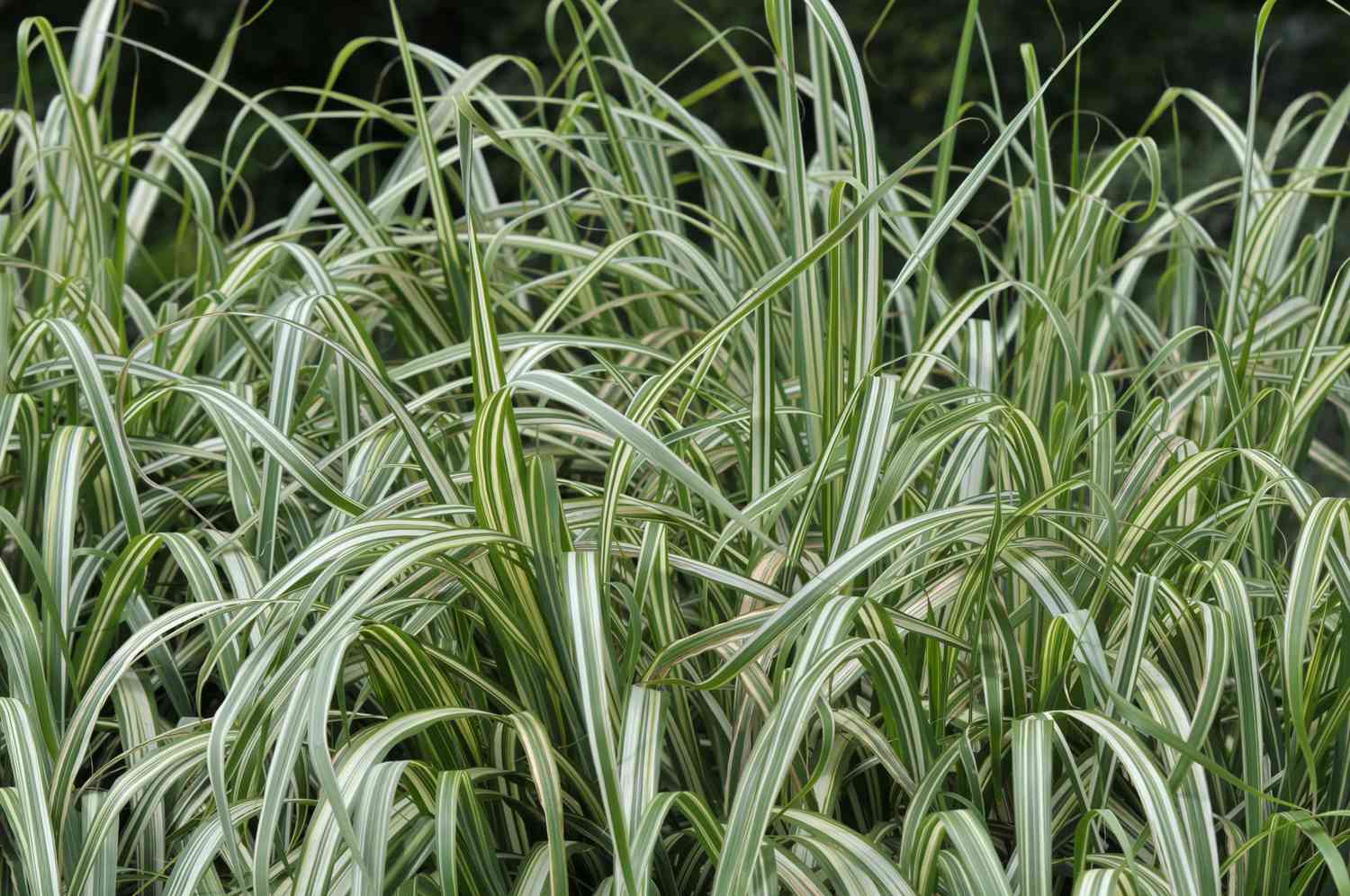 Como cultivar a grama-fita (Reed Canary Grass)