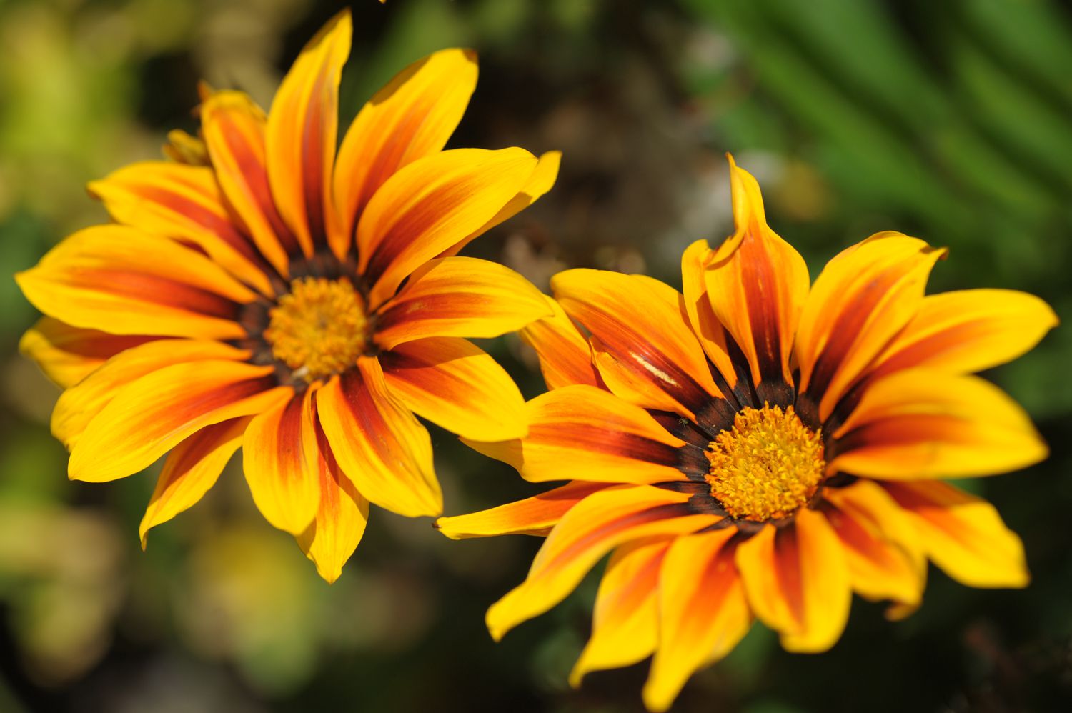 primer plano de flores de gazania