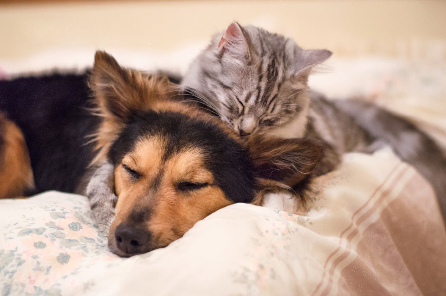 Hund und Katze kuscheln