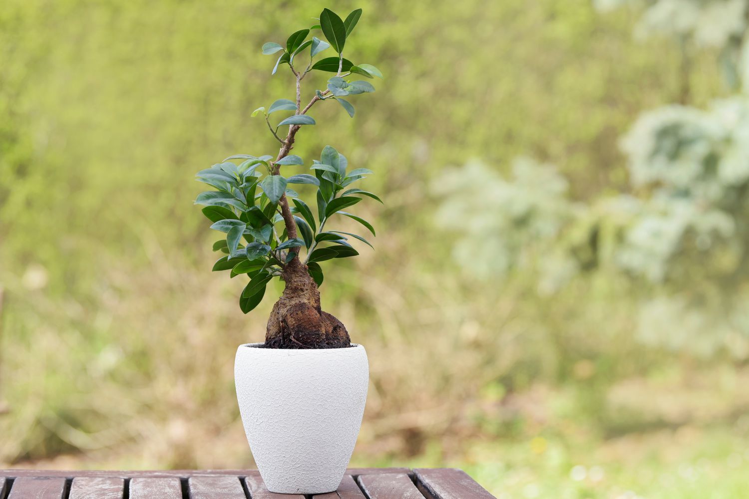 Wie man einen Ginseng Ficus Bonsai anbaut und pflegt