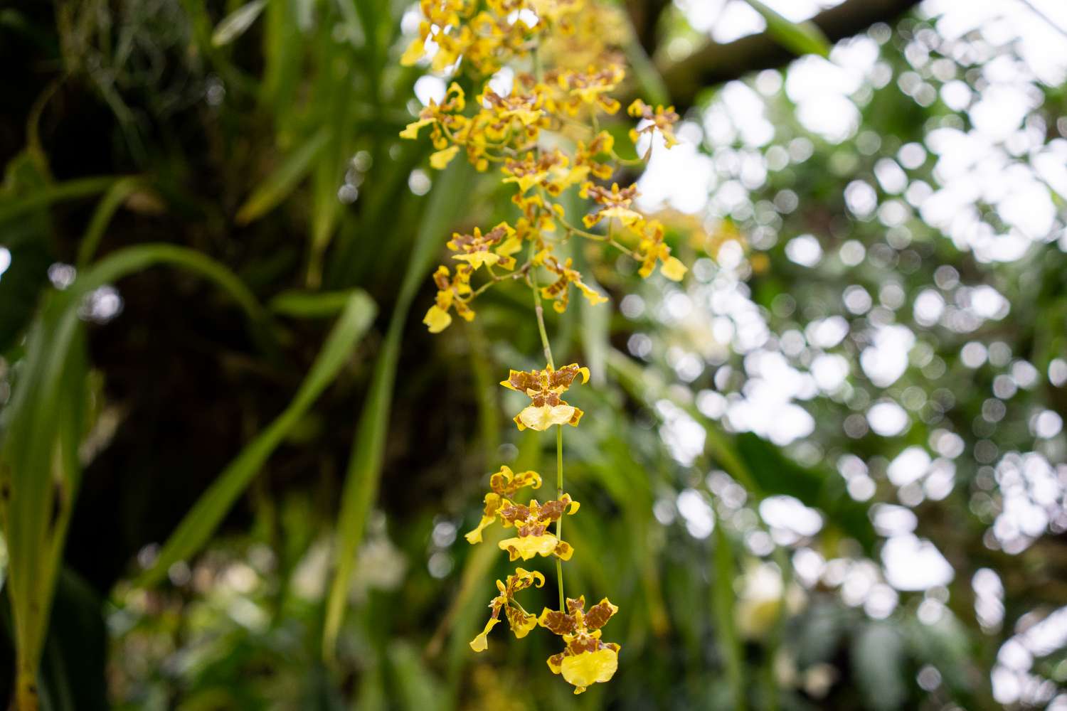 Orchidées Trichocentrum suspendues à l'extrémité de la tige avec des lèvres jaunes et des pétales à motifs