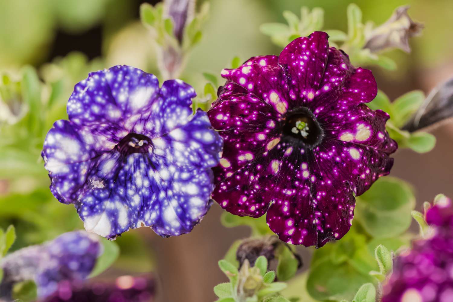 purple galaxy petunias