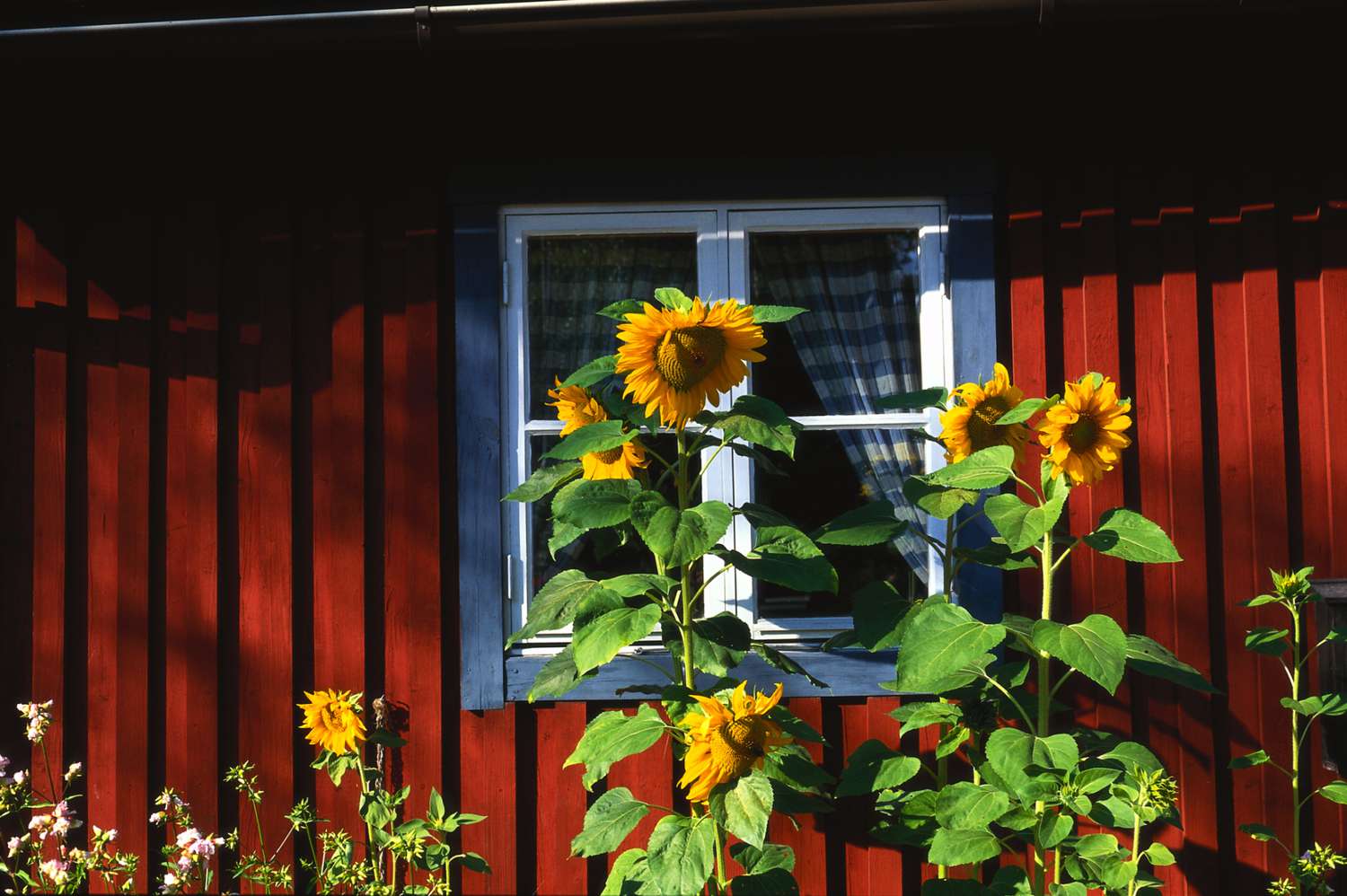 Girasoles frente a una casa roja