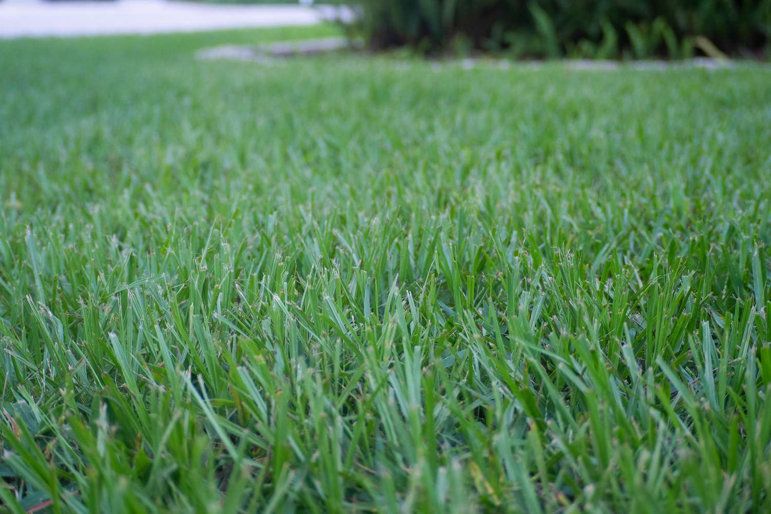 Bahia grass freshly cut in lawn