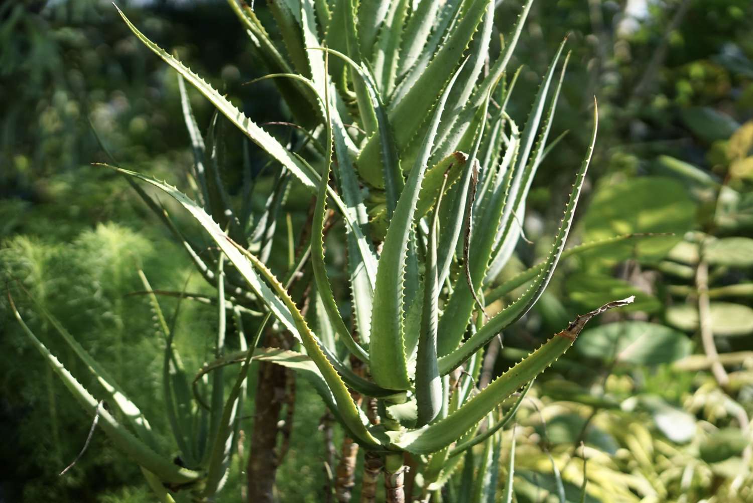 Aloe-Kletterpflanze mit bedornten Blättern in teilweisem Sonnenlicht