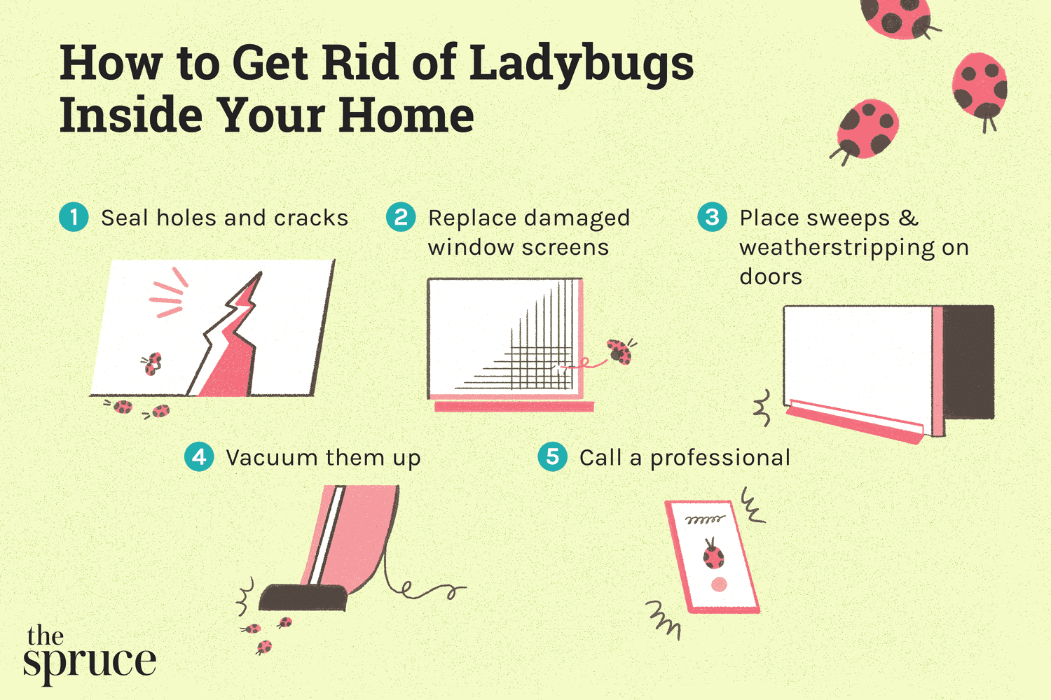 How to Get Rid of Ladybugs Inside Your Home