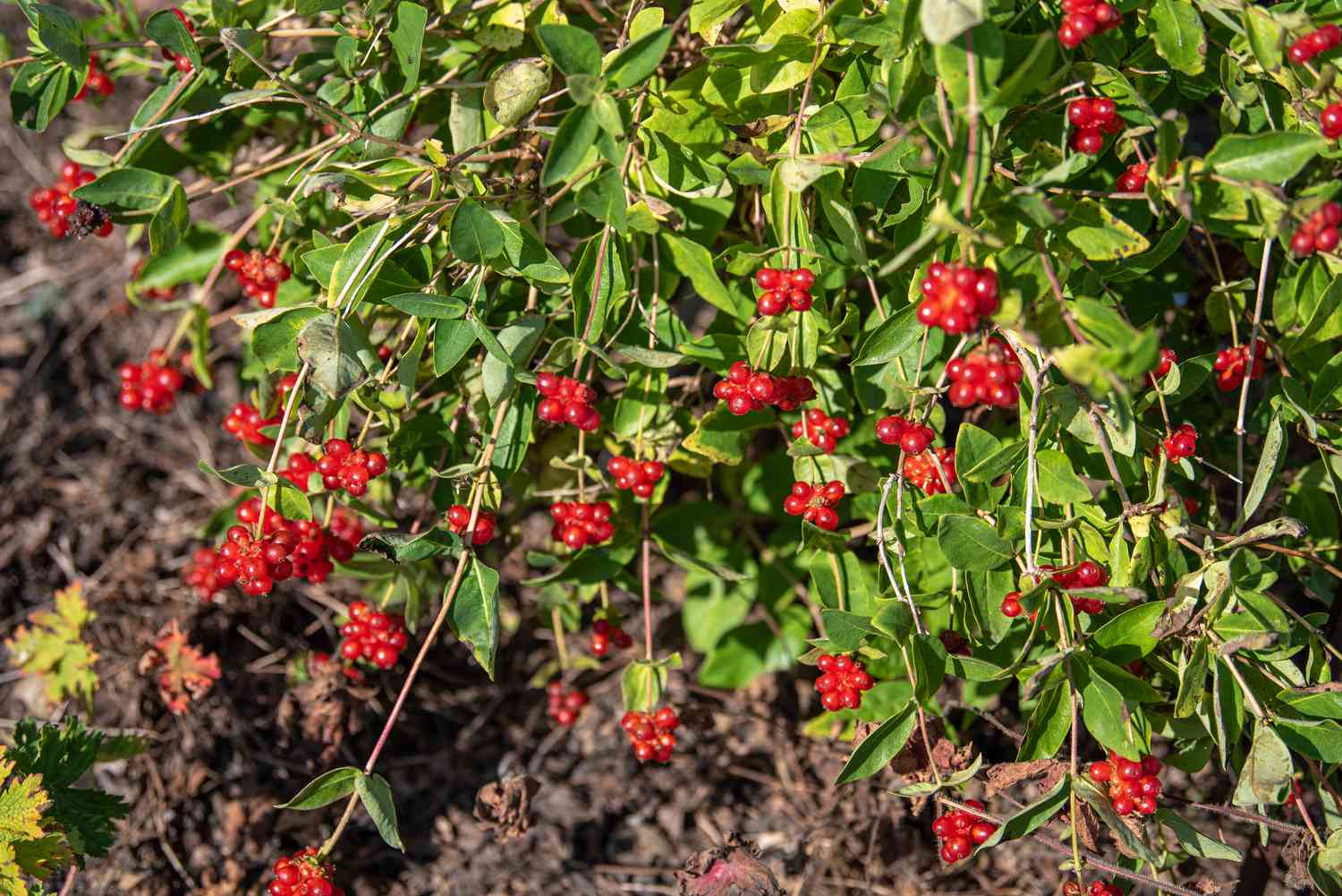 Chèvrefeuille commun avec des tiges de vigne et des grappes de baies rouges avec des feuilles