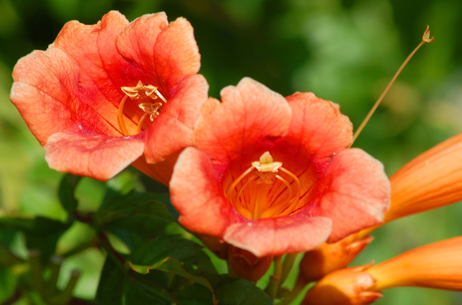 Trumpet vine flowers with orange trumpet-shaped petals closeup