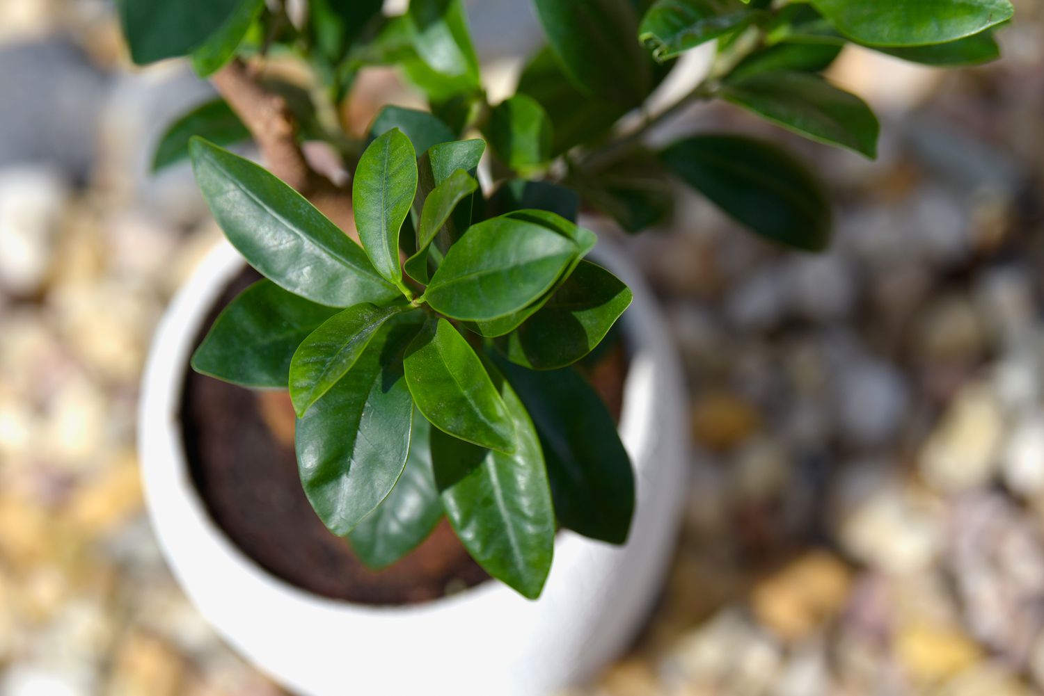 Ginseng ficus bonsai plant in white pot seen from above closeup