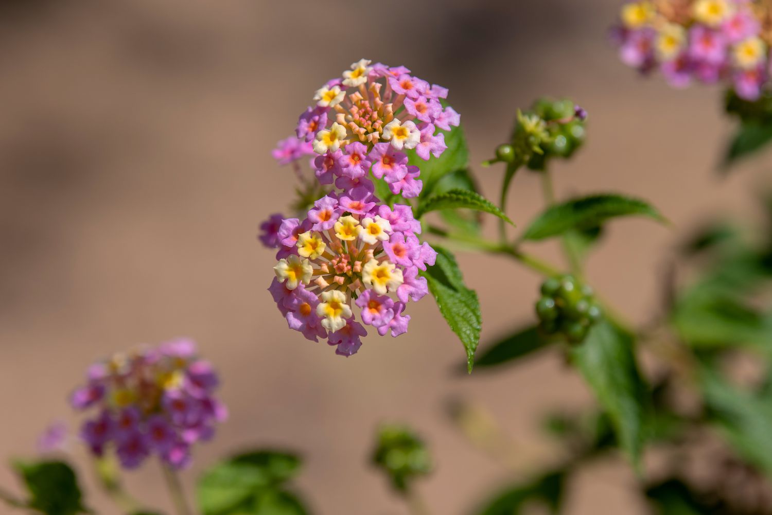 Lantana-Blüten mit winzigen gelben und rosa Büscheln, die Kolibris anlocken