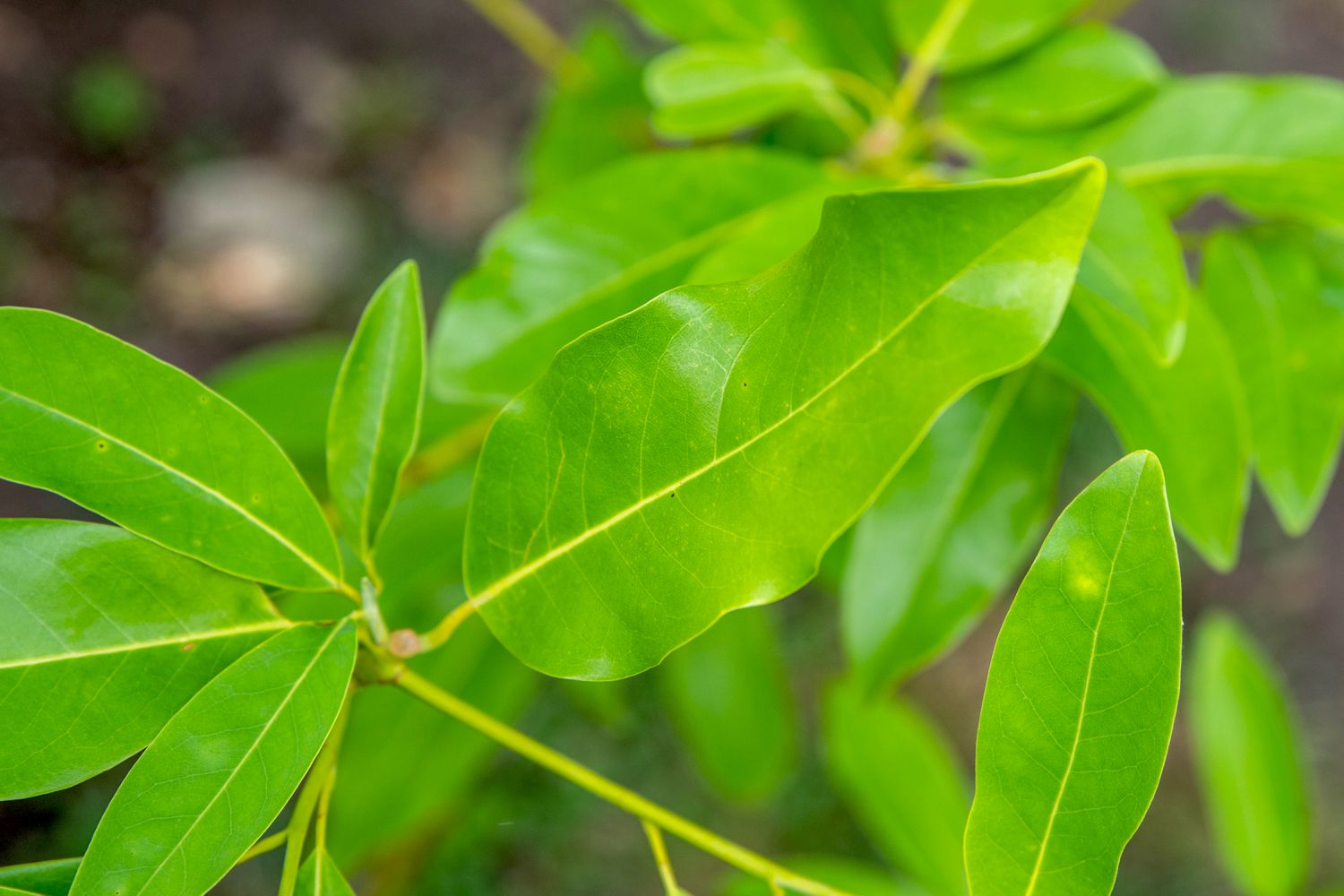 Sweetbay-Magnolienbaumzweig mit smaragdgrünen und lanzenförmigen Blättern in Nahaufnahme