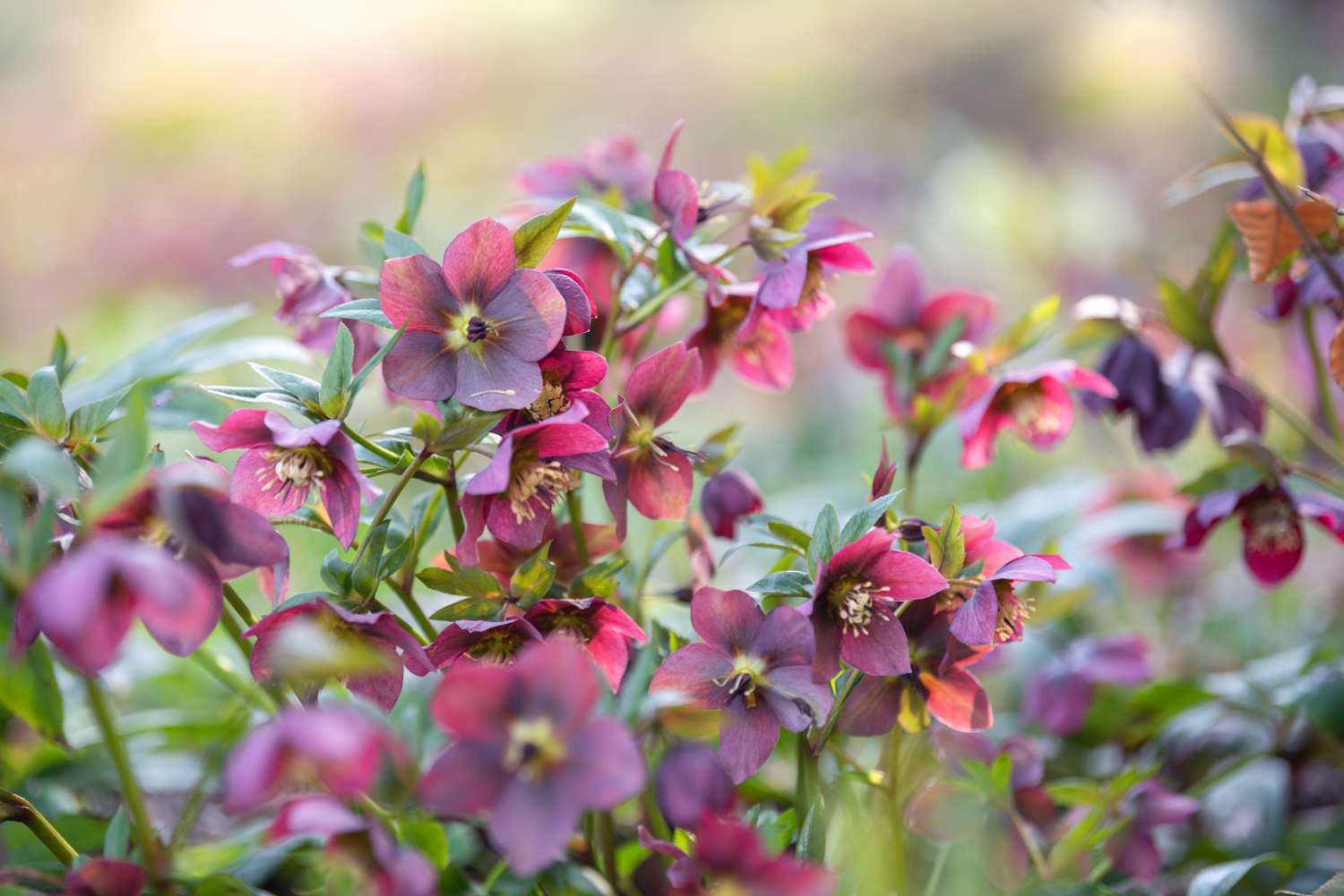Hellebore flowers with deep purple and pink blossoms in shade garden