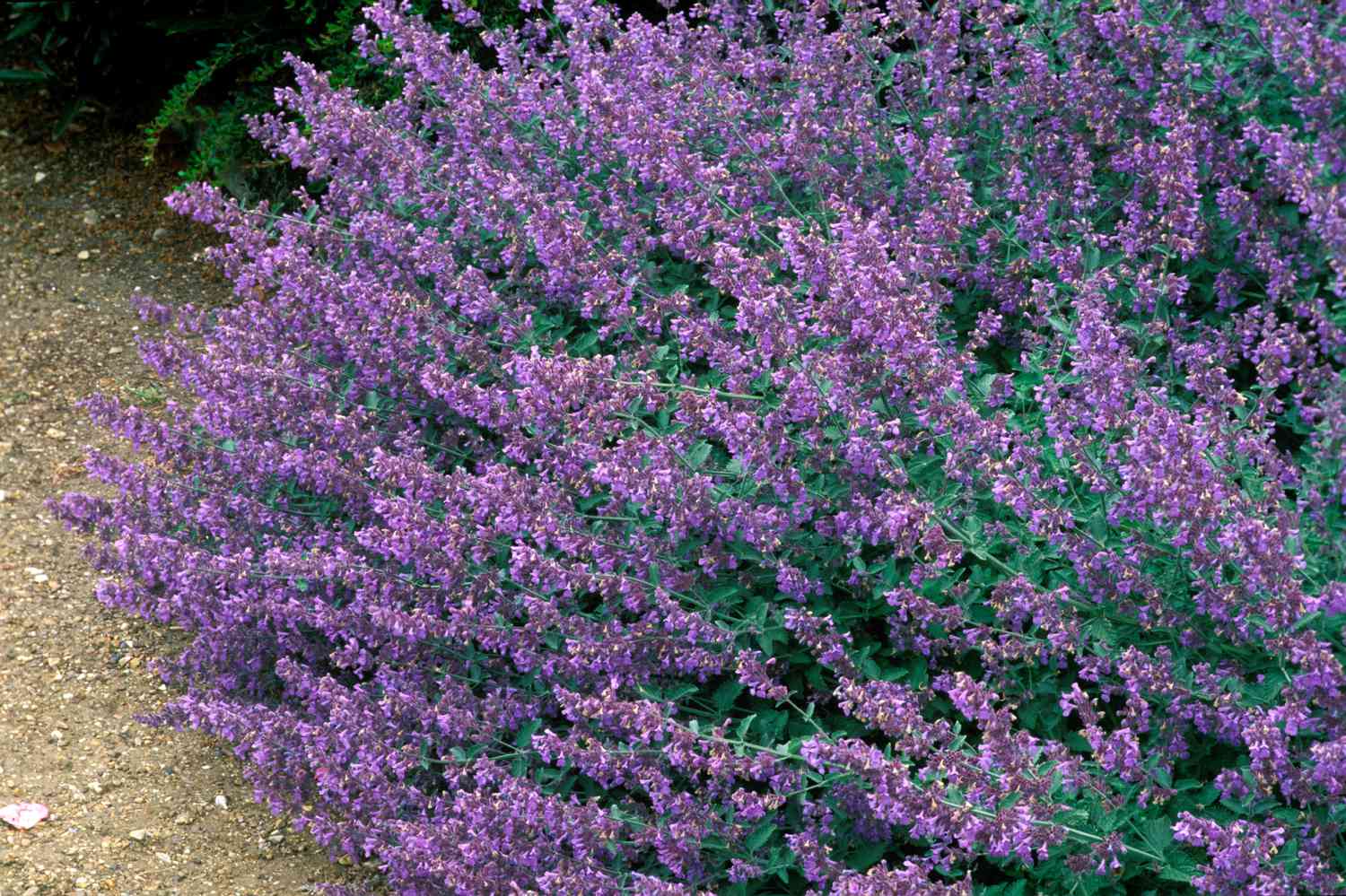 Nepeta x faassenii (Katzenminze) in Blüte.