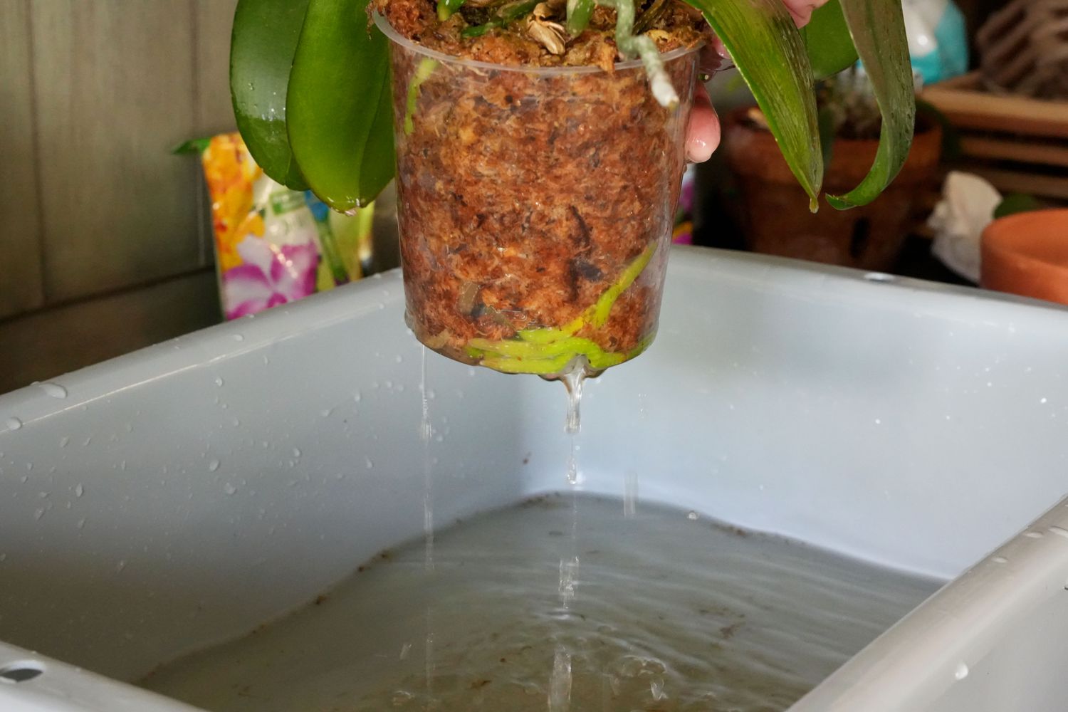 Orchidee im Plastiktopf aus dem Eimer mit Wasser gehoben