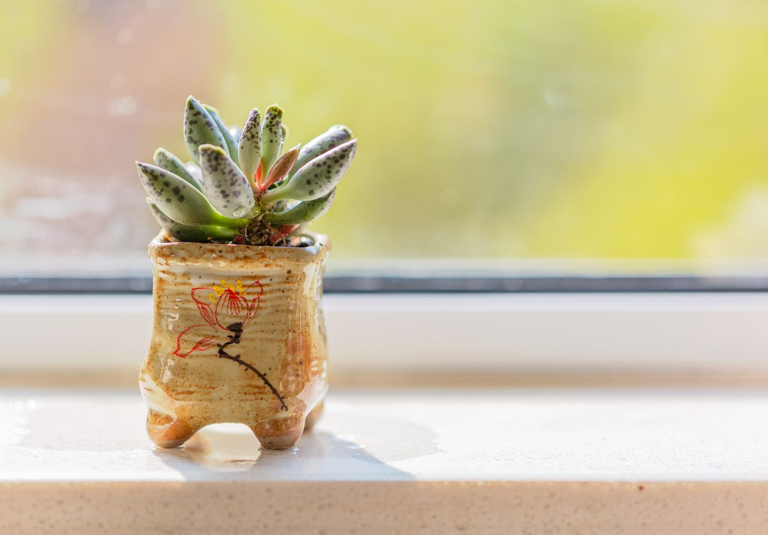 Adromischus cooperi auf einer Fensterbank