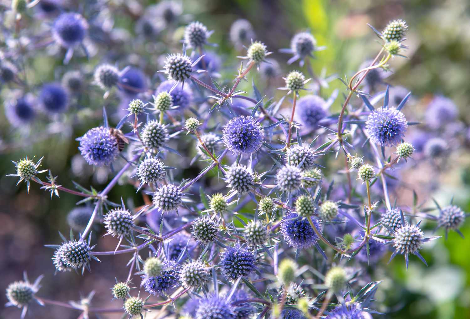 Stranddistelpflanze mit violetten und silbrigen distelartigen Blüten 