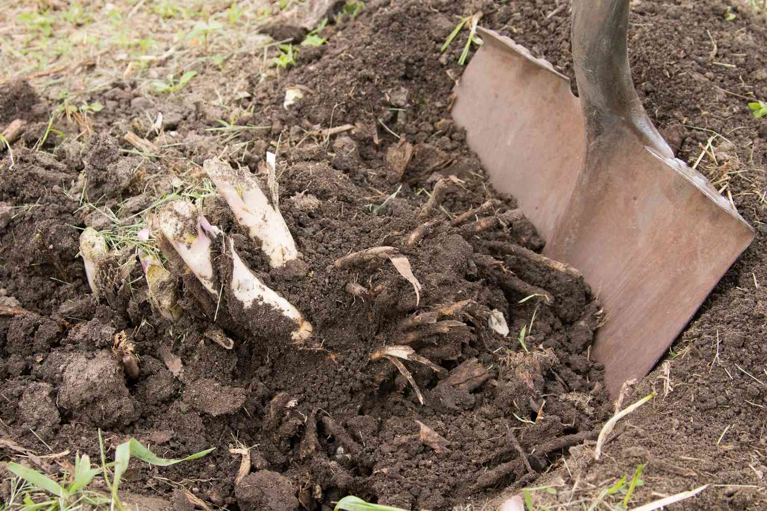Shovel digging up soil cutting roots of asparagus plant