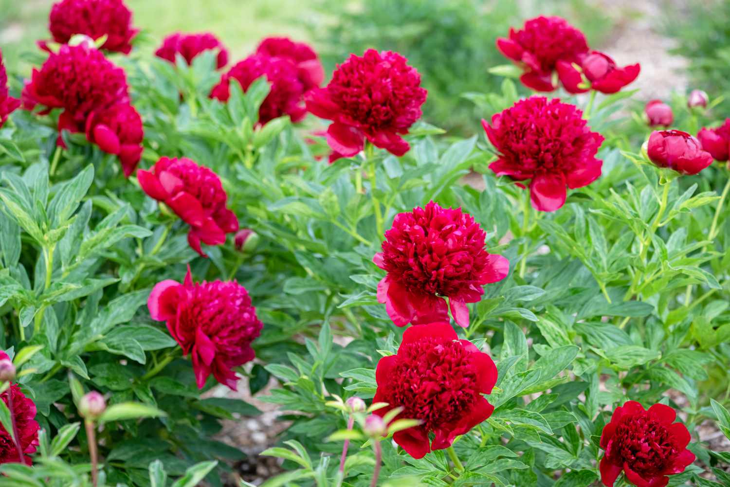 'Red Charm' Pfingstrosenbusch mit großen, gerüschten und tiefroten Blüten