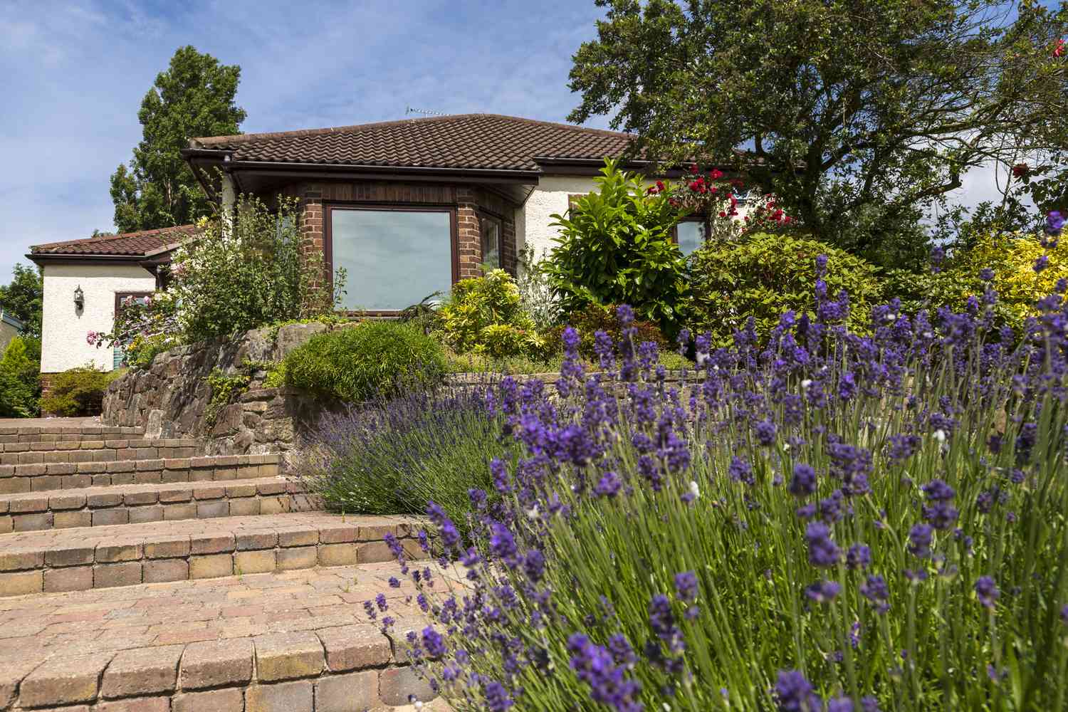 Lavendel am Gartenweg vor dem Haus