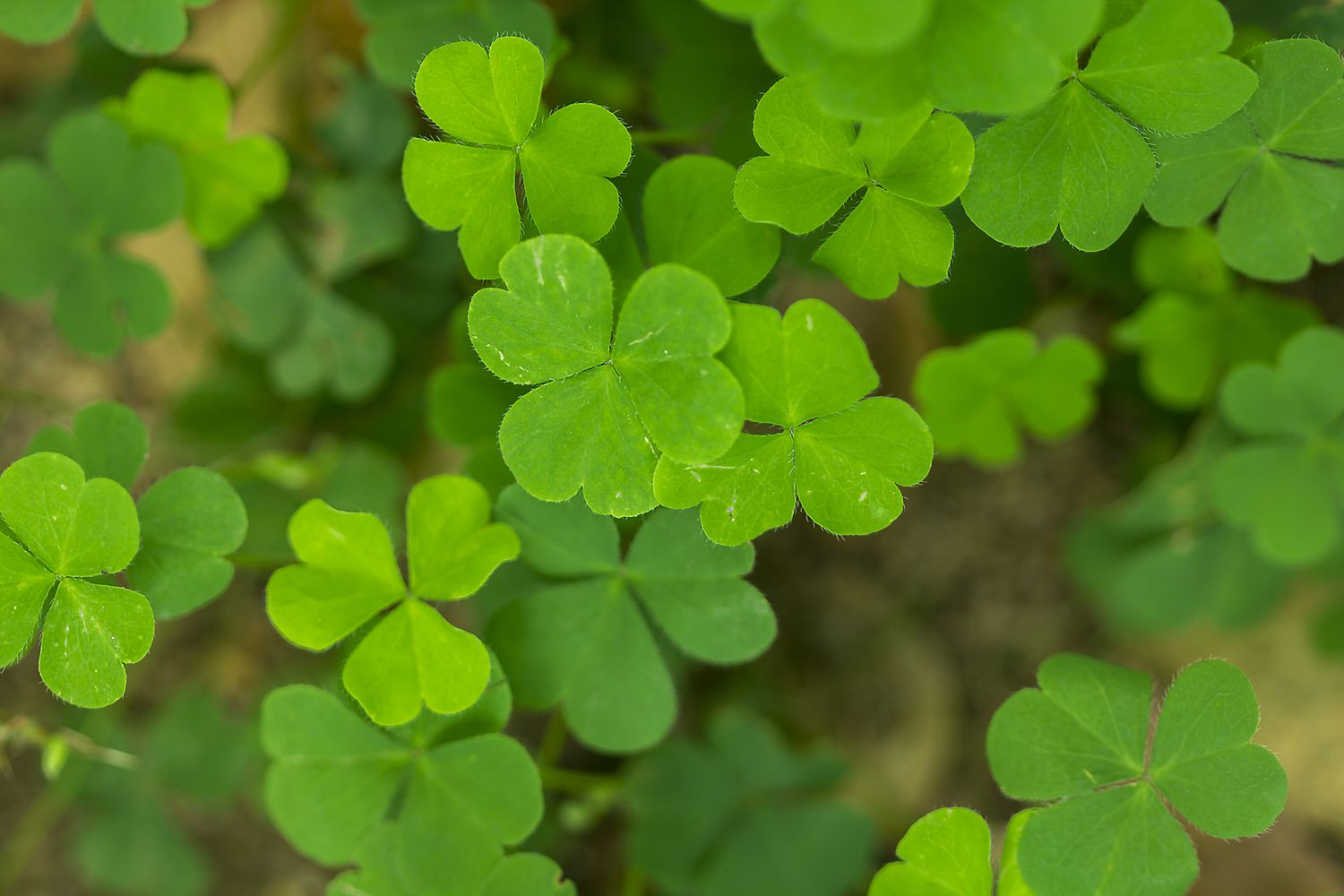 Close up of the leaves of water clover fern