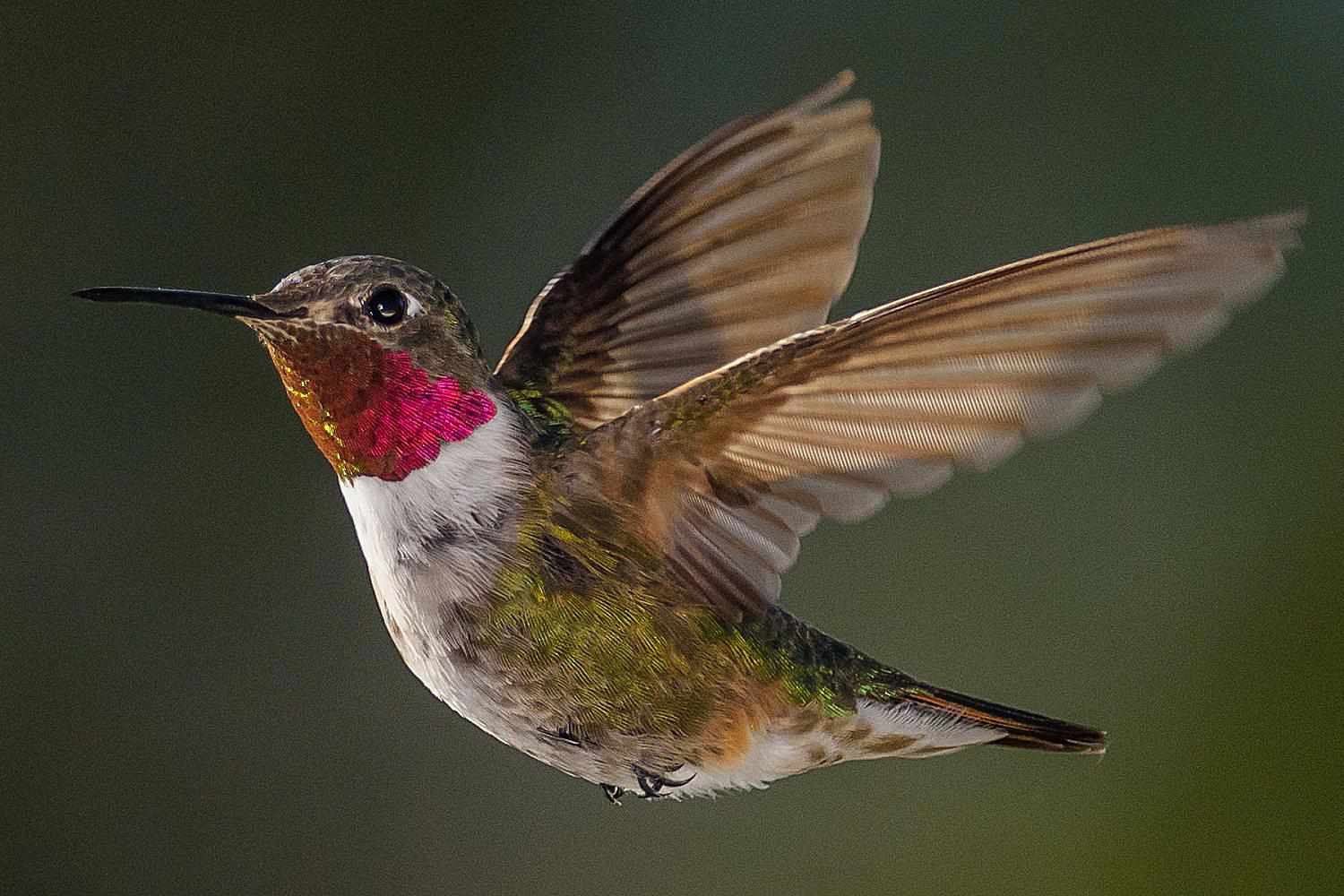 Sonidos de los colibríes