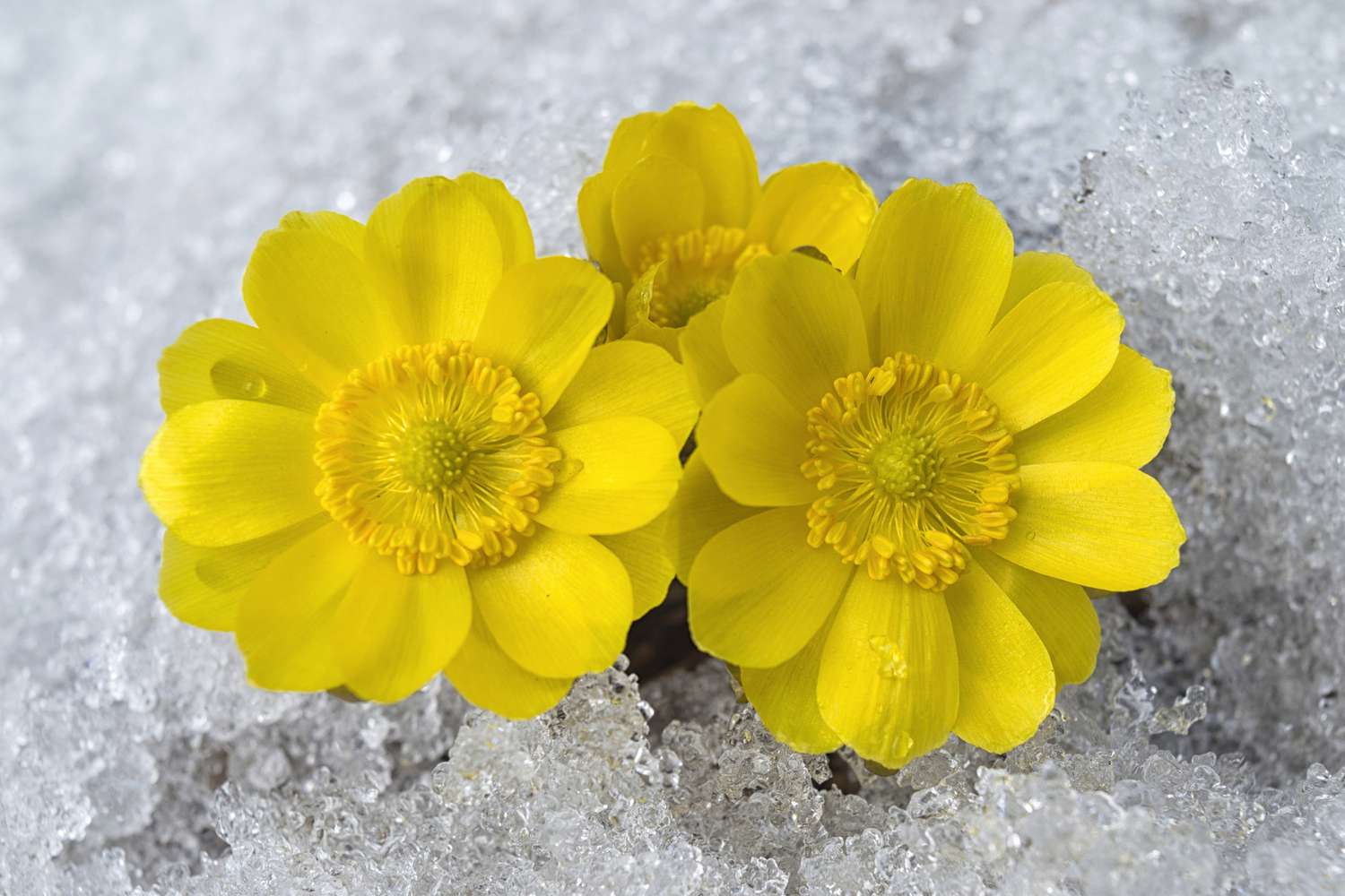 flores de adonis amarillo brillante