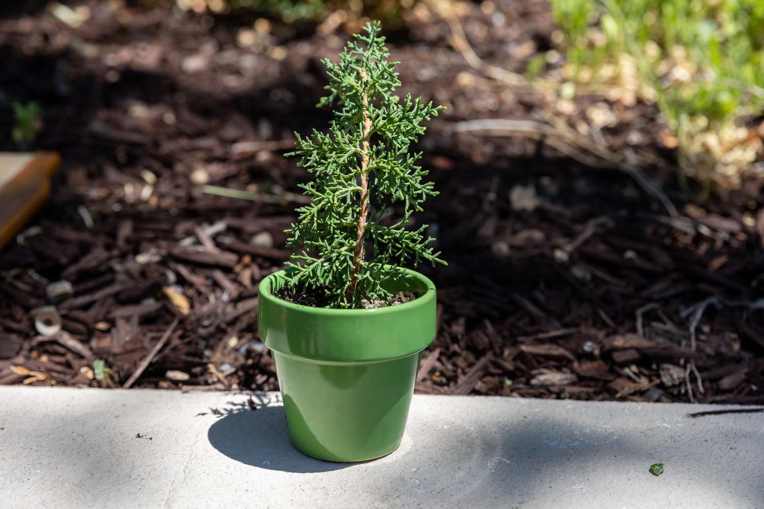 Western juniper sapling planted in small green pot outside on cement