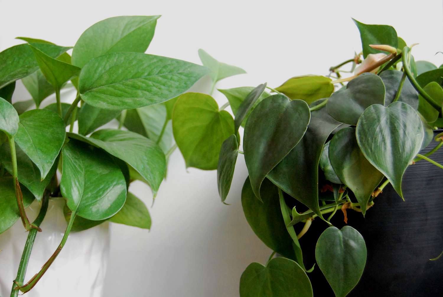 A green pothos in a white pot sits next to a heart-leaf philodendron in a black pot.