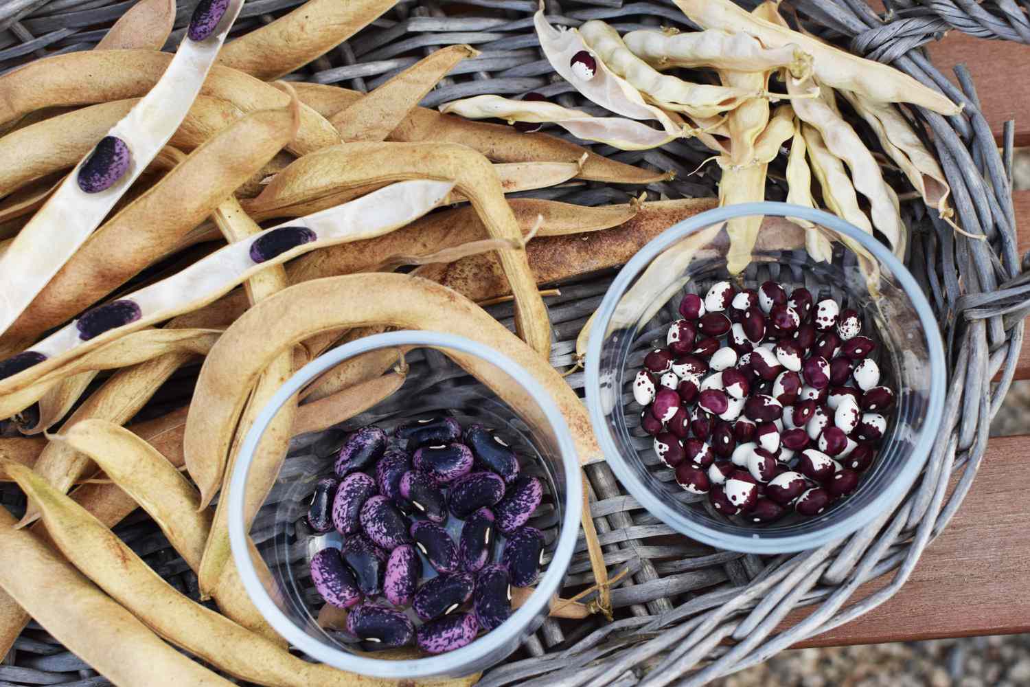 Graines de haricots violets, rouges et blancs séparées des haricots secs dans un panier rond