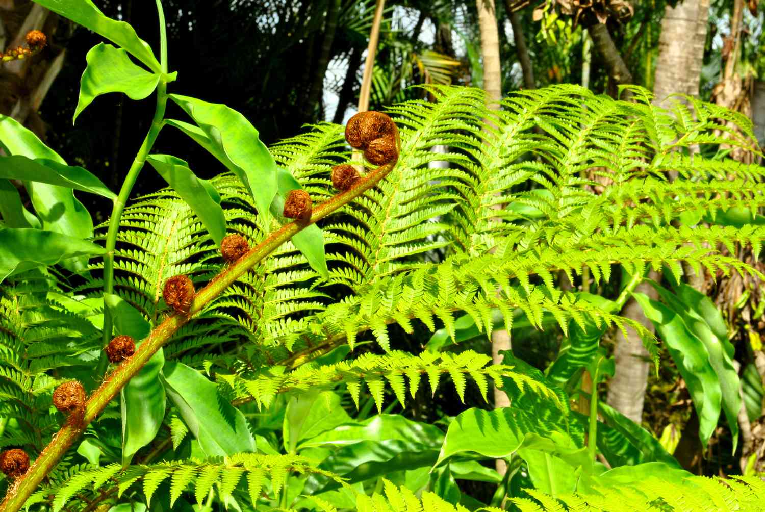 Japanese tassel fern outdoors