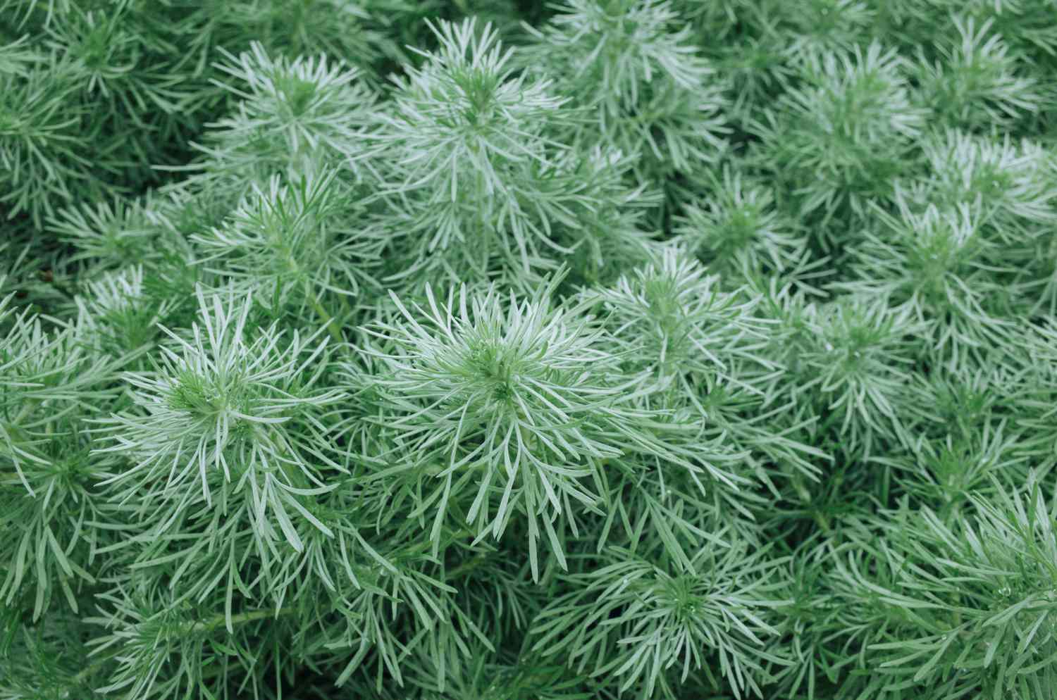 Artemisia del montículo de plata