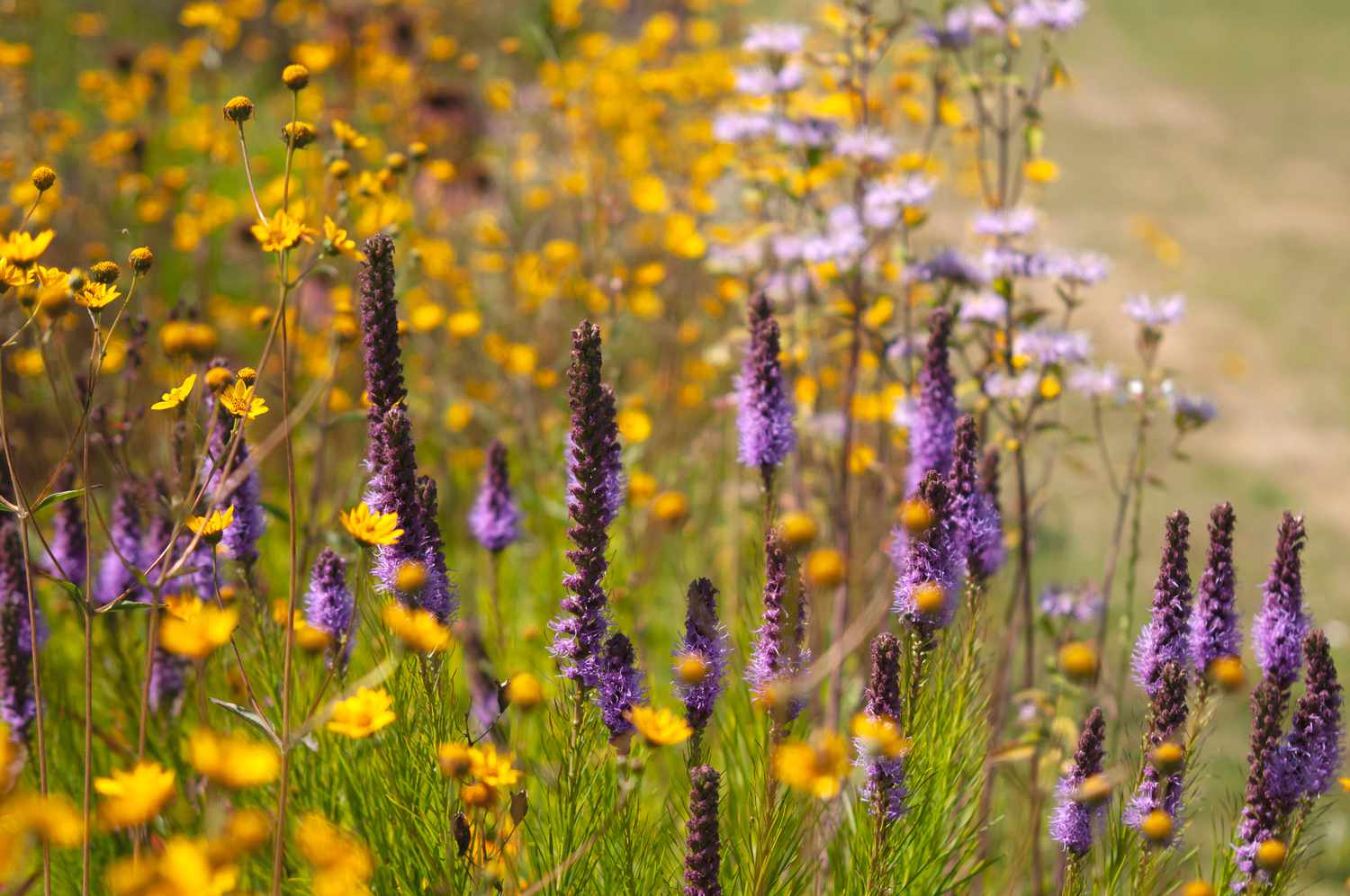 flores de liatris