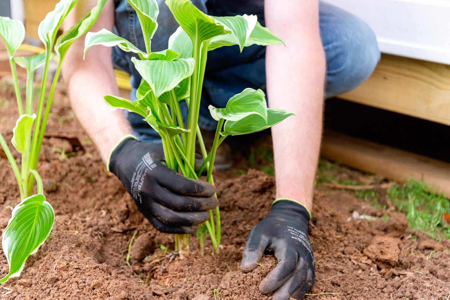 Una persona plantando un macizo de hosta recién dividido.