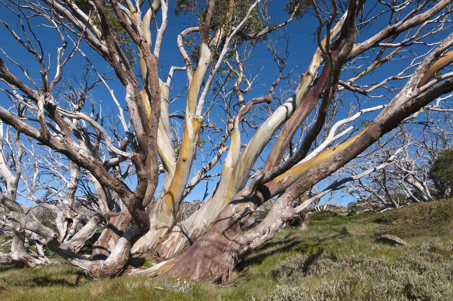 Schnee-Eukalyptusbäume mehrfarbige Rinde