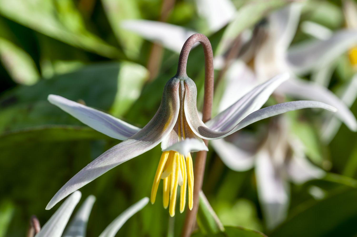 Primer plano de lirio trucha Erythronium albidum