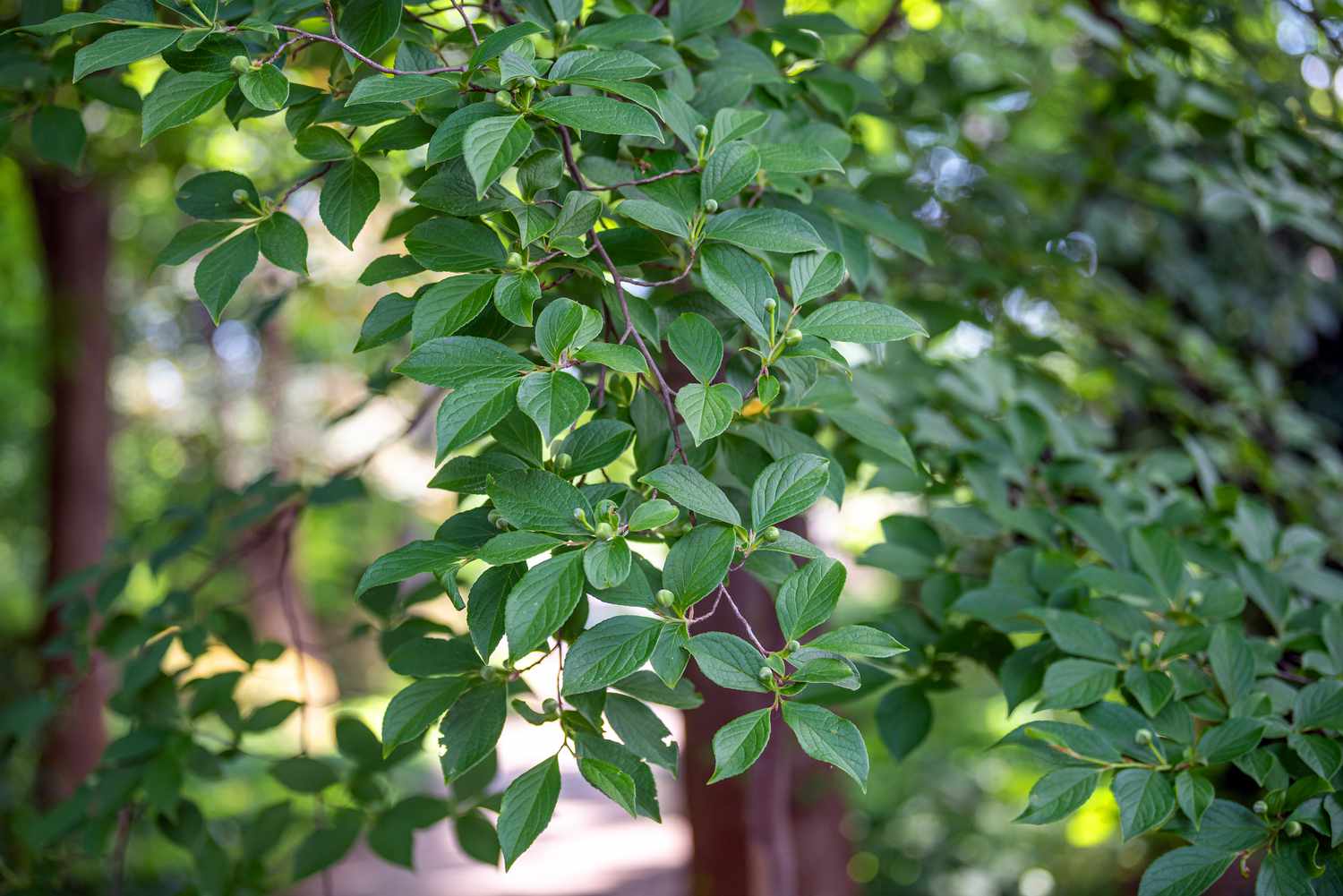 Japanischer Stewartienbaumzweig mit dunkelgrünen Blättern und Knospen 