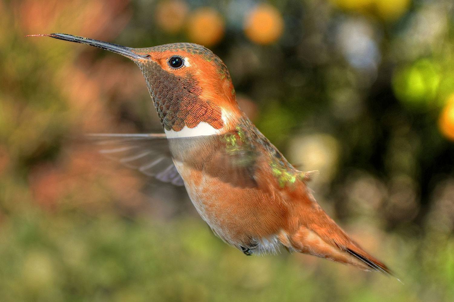 Rufous Hummingbird