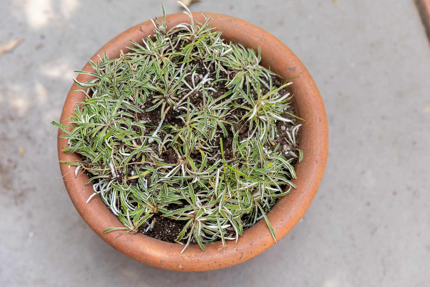 Dymondia groundcover planted inside large clay pt with green and white striped leaves