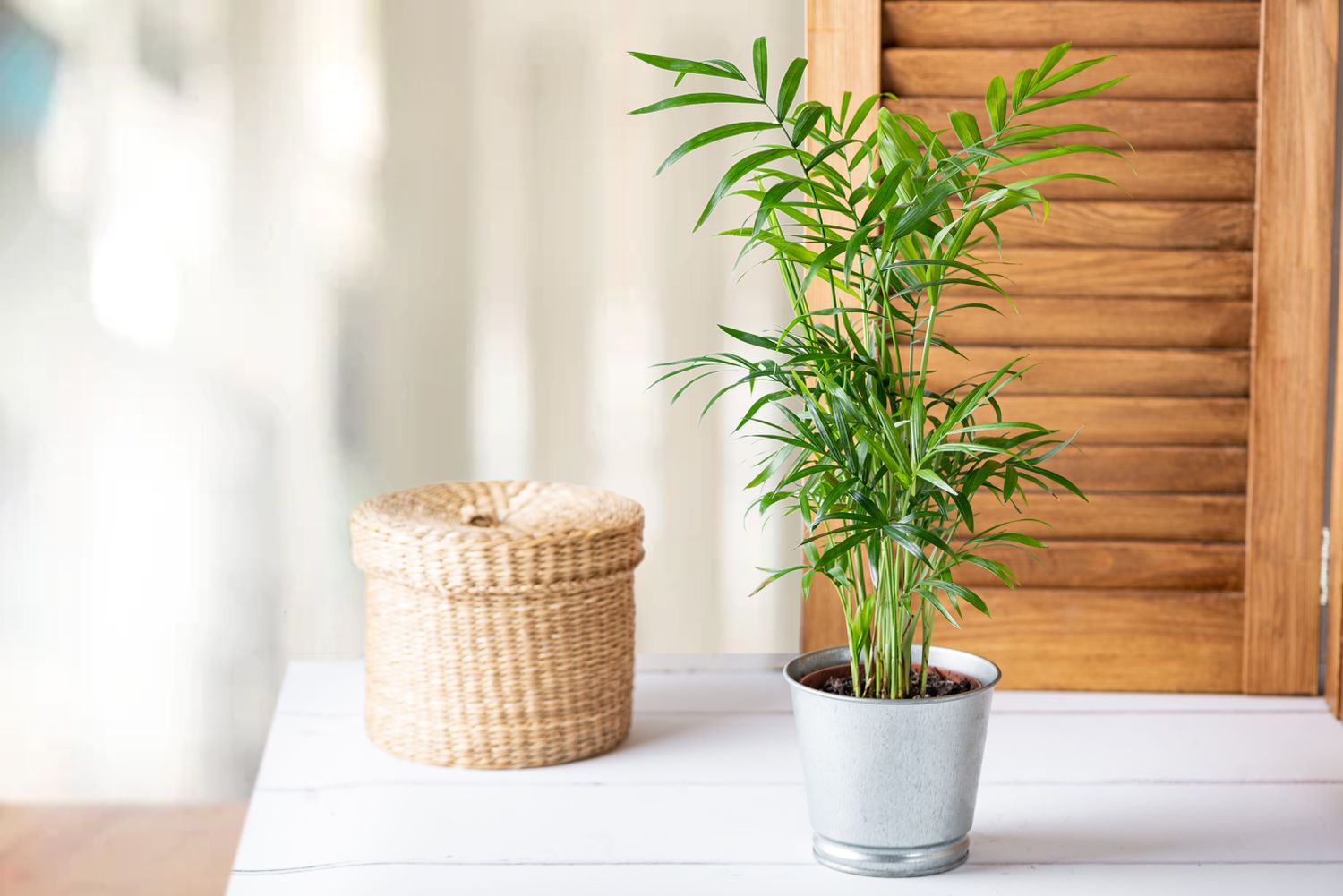 plantas domésticas como purificador de ar