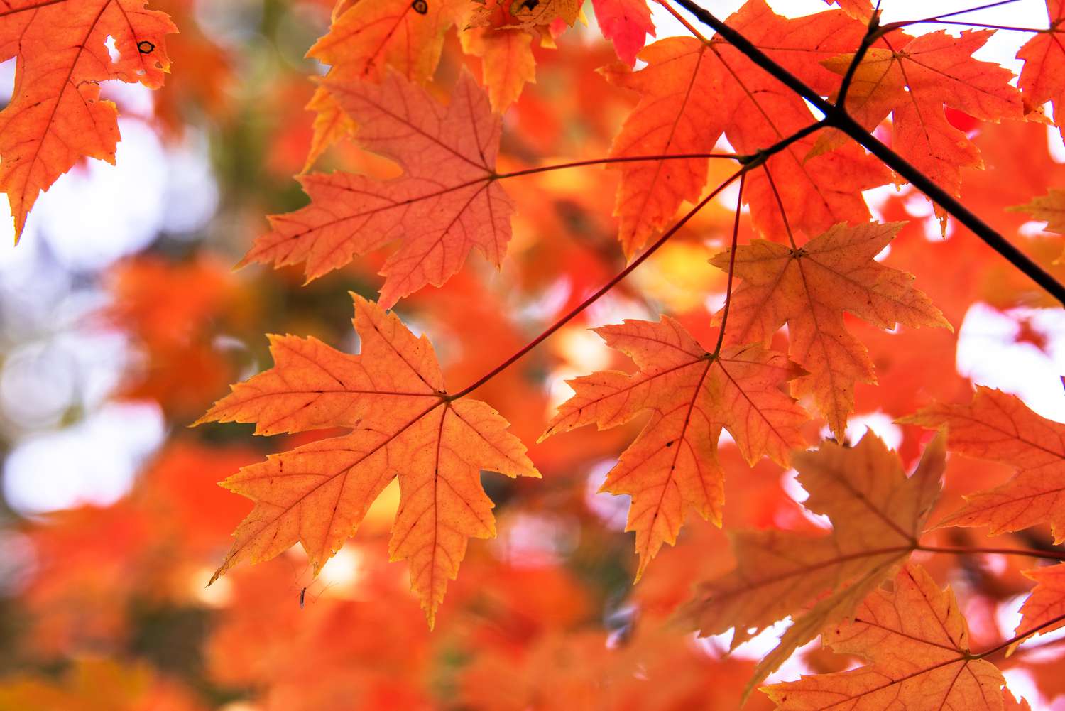 Herbstlicher Ahornzweig mit leuchtend orangefarbenen, gelappten Blättern in Großaufnahme