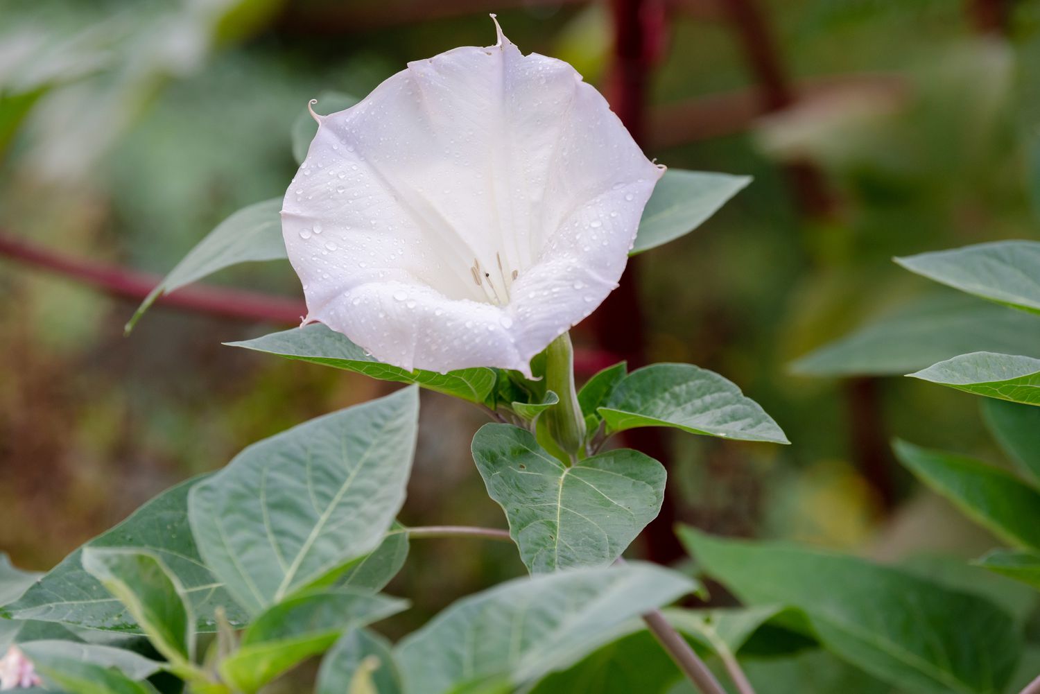 Planta de trombeta de anjo com flor branca em forma de trombeta sobre as folhas