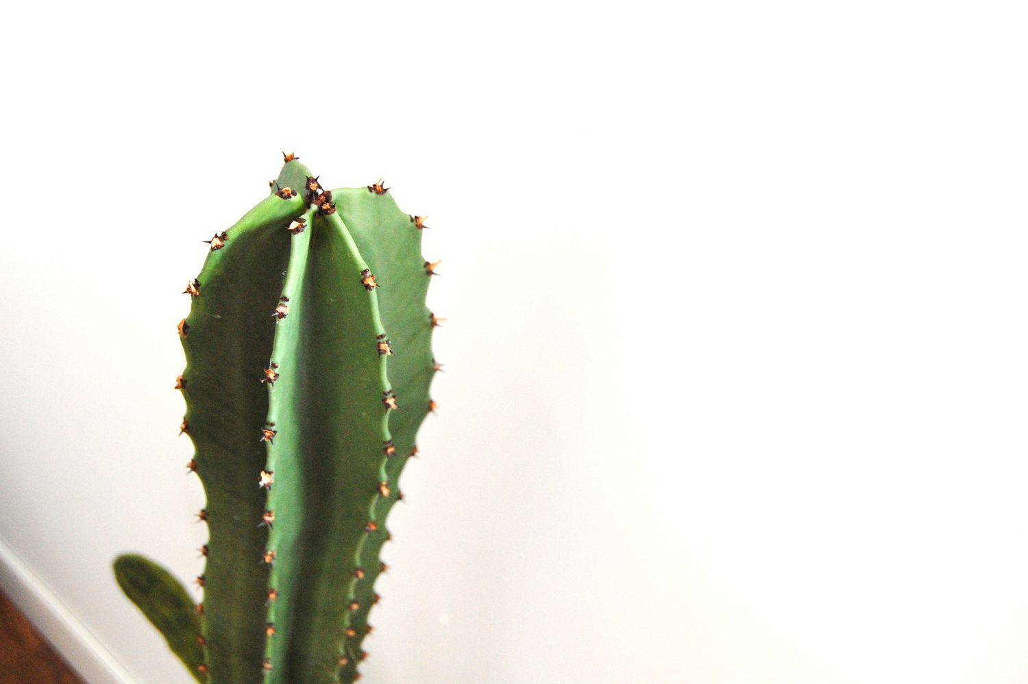 Nahaufnahme der Spitze einer hohen Euphorbia ingens-Sukkulente vor einer weißen Wand.