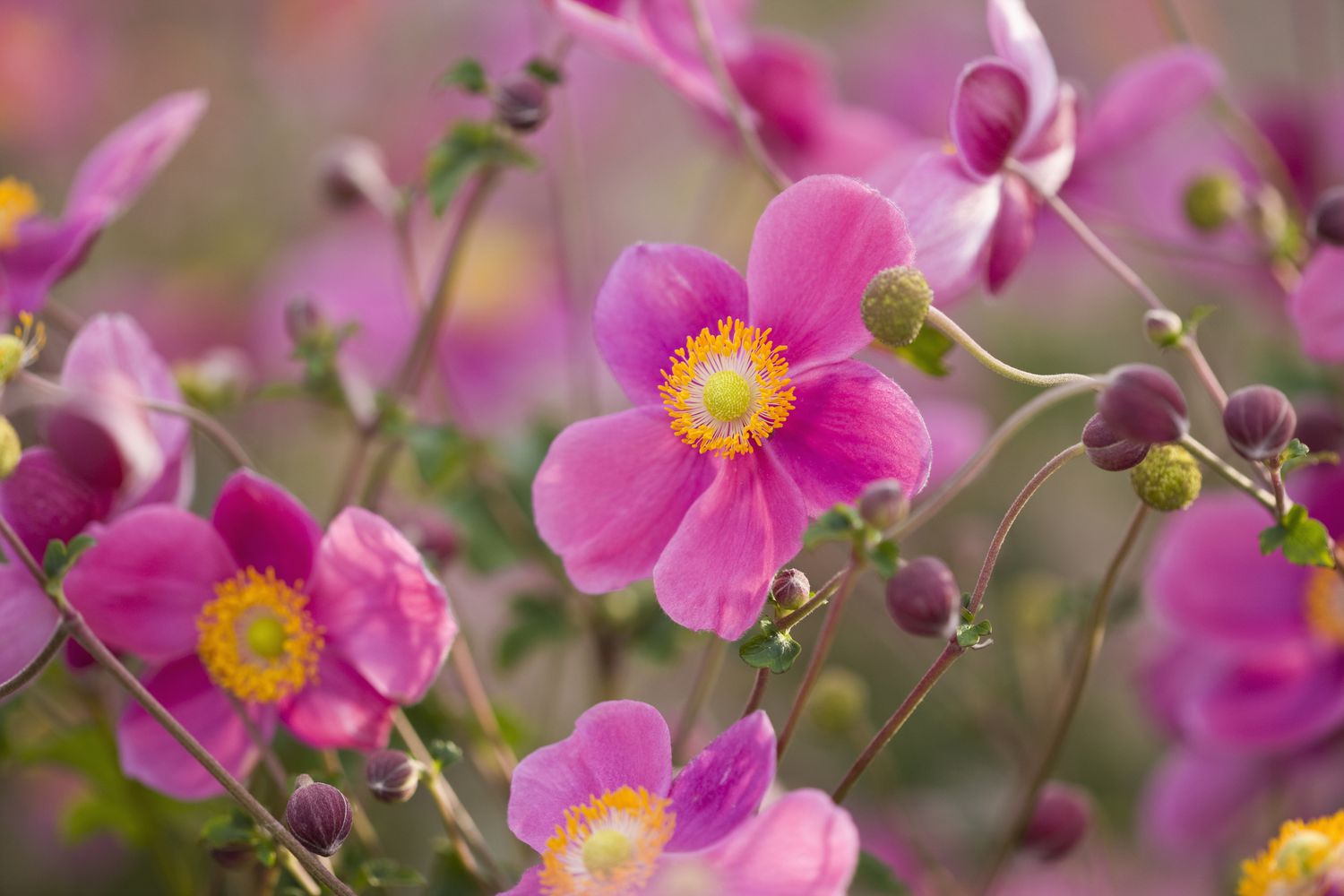 'Praecox' Anemone mit rosa Blütenblättern