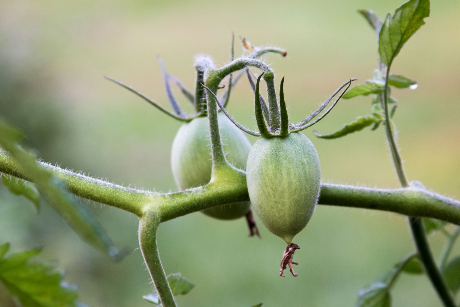 Kleine eiförmige grüne Roma-Tomaten hängen an einer Pflanzenranke