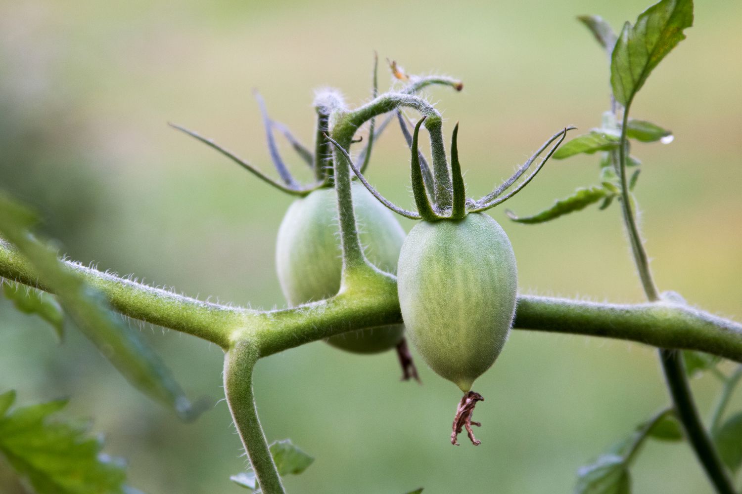 Pequenos tomates Roma verdes em forma de ovo pendurados em uma trepadeira