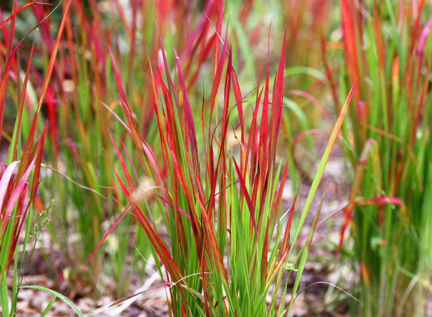 Japanisches Blutgras mit stacheligen grünen und roten Blattspreiten in Großaufnahme