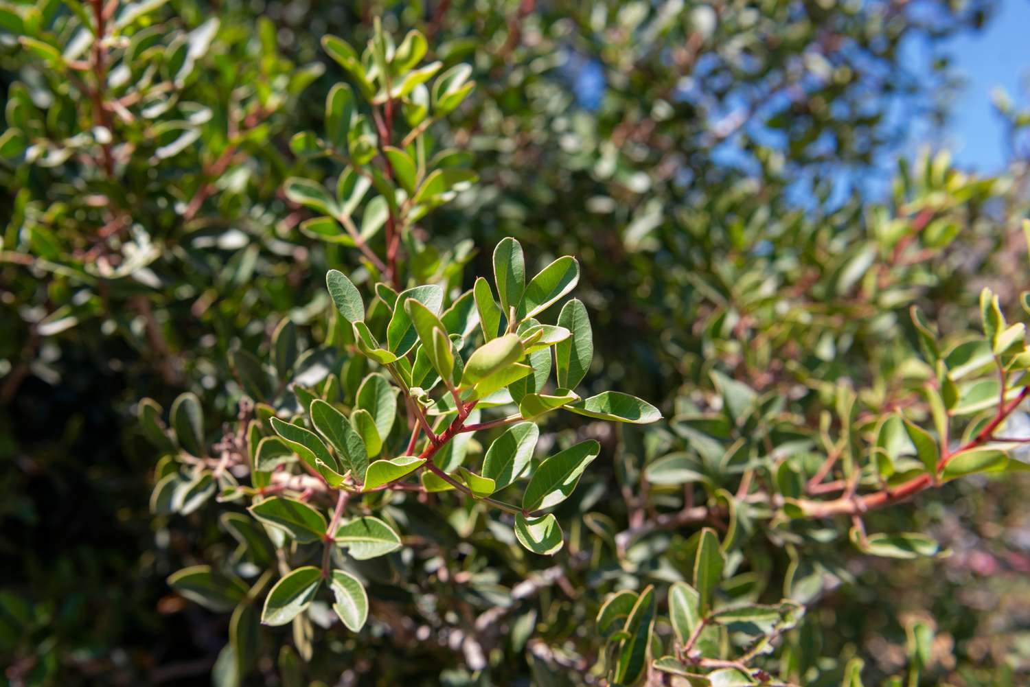 Mastixbaumzweige mit kleinen ovalen Blättern an roten Stämmen in Nahaufnahme